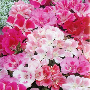 Godetia Dwarf Dbl Mix - SK Organic Farms
