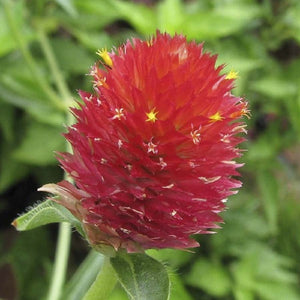Gomphrena Strawberry Fields - SK Organic Farms
