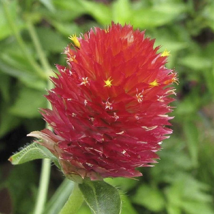 Gomphrena Strawberry Fields