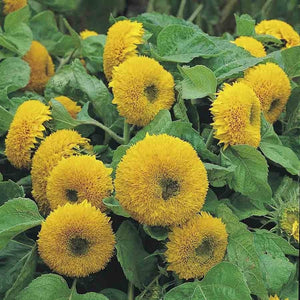 KGP- Sunflower, Helianthus Teddy Bear - SK Organic Farms