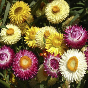 Strawflower Helichrysum Song Mix - SK Organic Farms