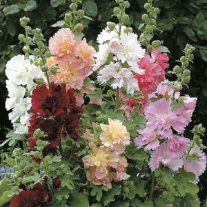 KGP- Hollyhocks DBL Dwarf - SK Organic Farms