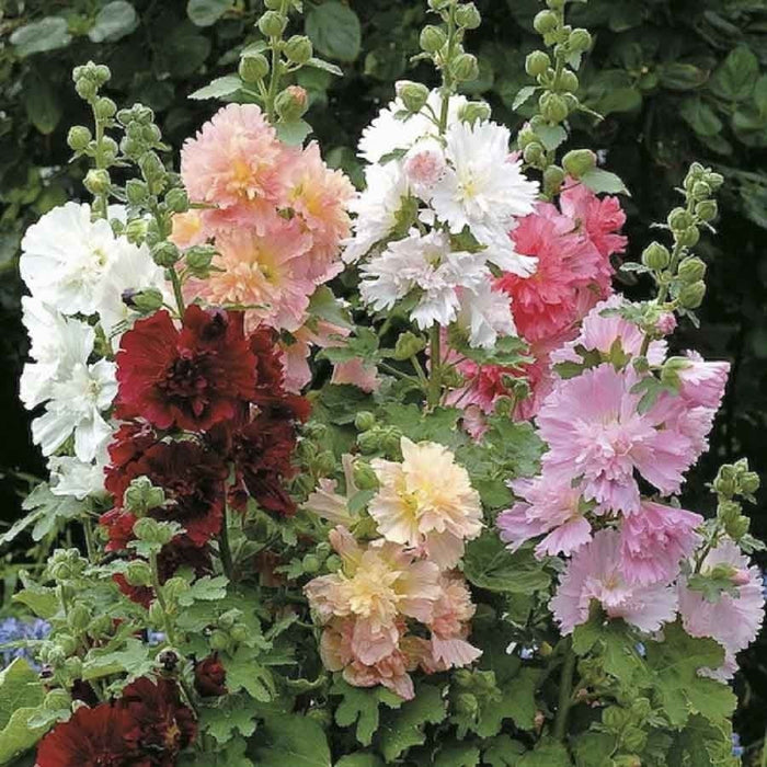 KGP- Hollyhocks DBL Dwarf -Biocarve