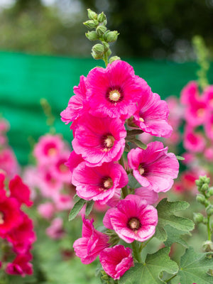 Holly Hock