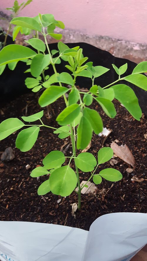 Moringa (Chedi Murungai)