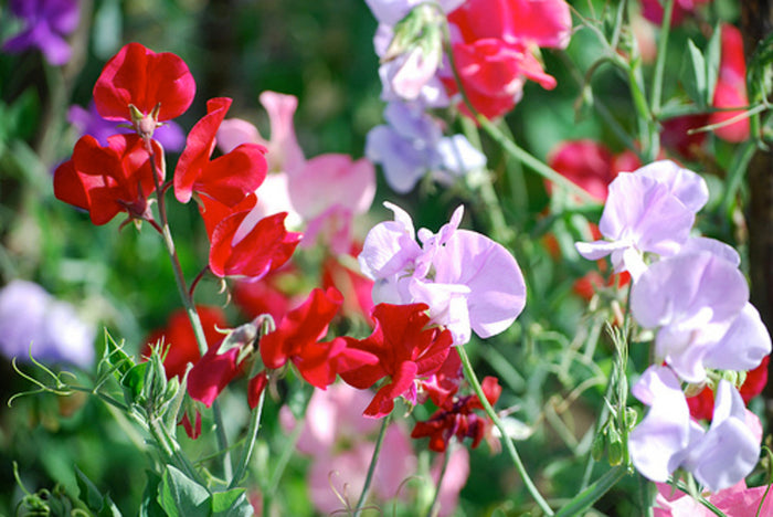 Sweet Peas