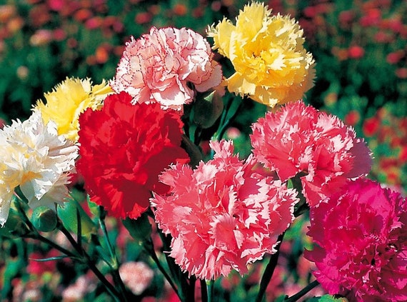 Carnation Chaubad Mix (dianthus caryophyllus) 2gm