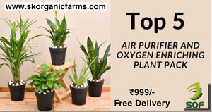 Top 5 air purifier and oxygen enriching plant pack