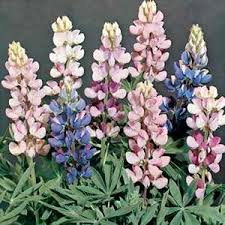 Lupin Pixie Delight Mix -Biocarve