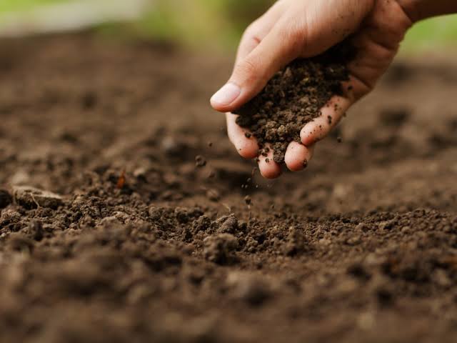 Potting Mix/Soil