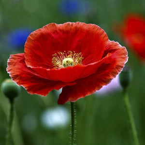 KGP - Indian Shirley Poppy - SK Organic Farms