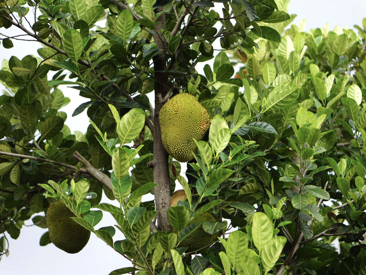 Jackfruit Saplings