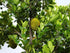 Jackfruit Saplings