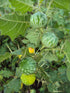 Kandankathiri