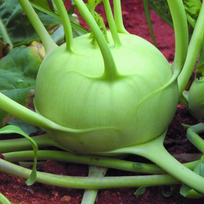 Hybrid Khol Khol