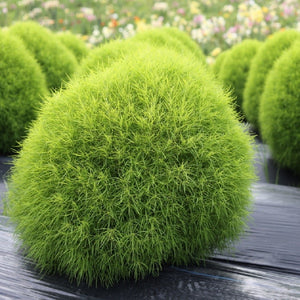 Kochia Fire Bush - SK Organic Farms