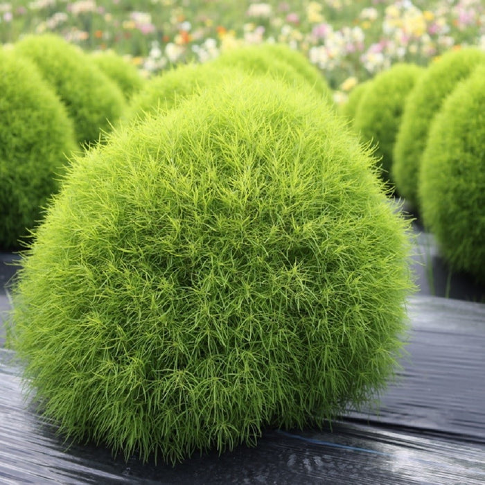 Kochia Fire Bush -Biocarve