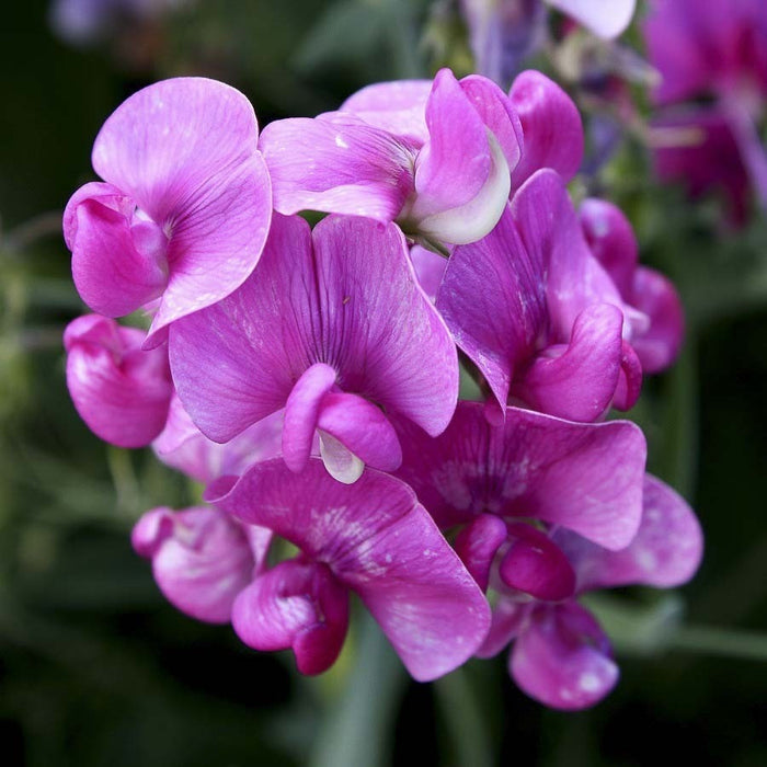 KGP- Sweet Peas ( Lathyrus Odoratus )