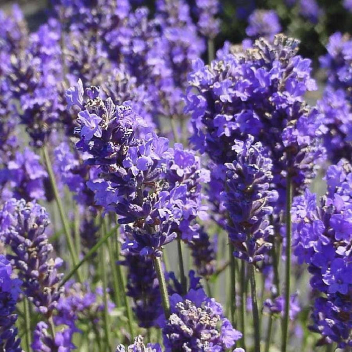 HERB - Lavender -Biocarve