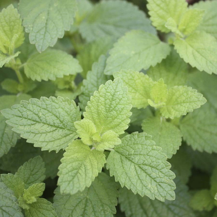 HERB - Lemon Balm