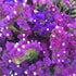 Limonium Pacific Mix (Statice) - SK Organic Farms