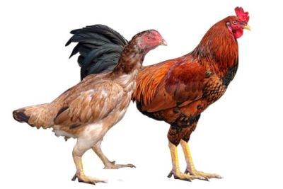 Organic Country Chicken - Free Range