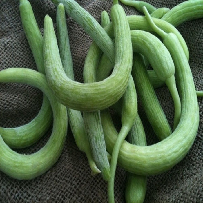 Long Melon