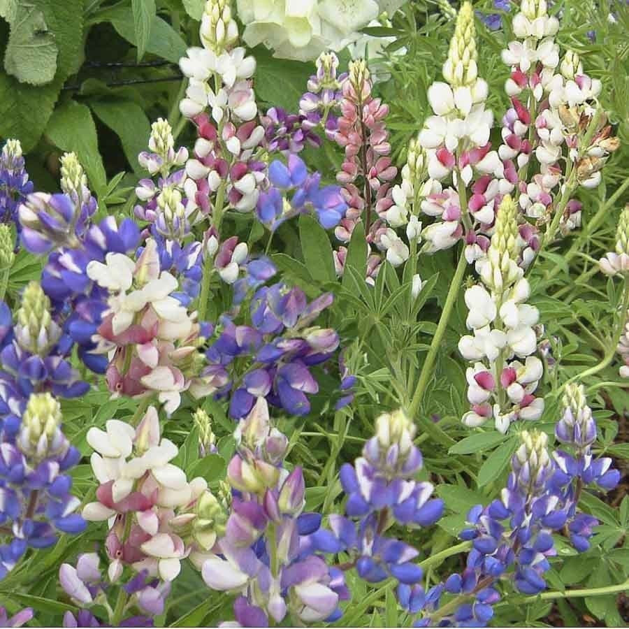 KGP- Lupin Pixie Mix - SK Organic Farms