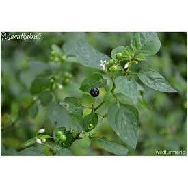 Black nightshade - SK Organic Farms