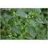 Black nightshade - SK Organic Farms