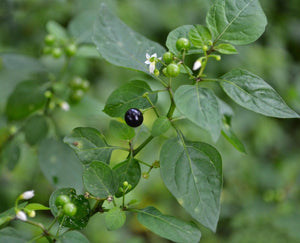 Manathakkali - Black nightshade