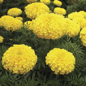 African Marigold F2 Yellow - SK Organic Farms