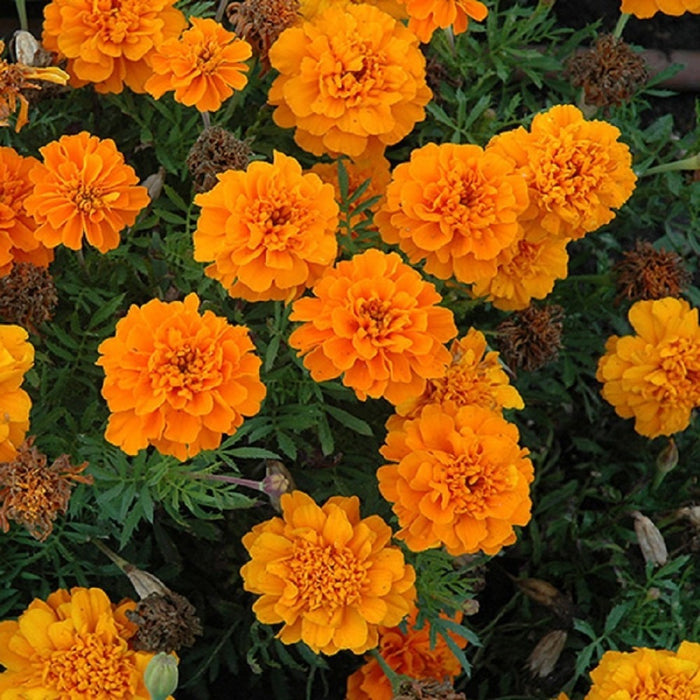 KGP- French Marigold Gulzafri