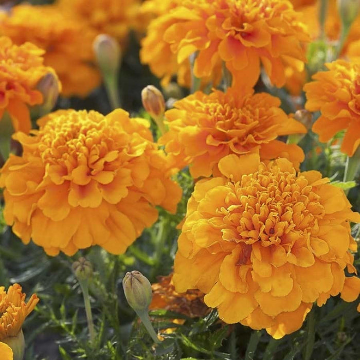 French Marigold Orange -Biocarve