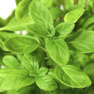 HERB - Sweet Marjoram 2 gm - SK Organic Farms