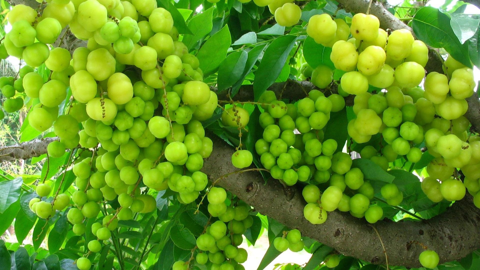 Amla Samplings - Small ( Country ) - SK Organic Farms