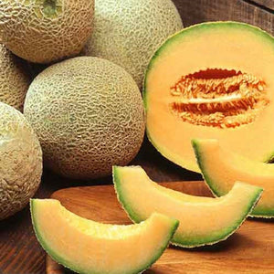 Muskmelon - SK Organic Farms