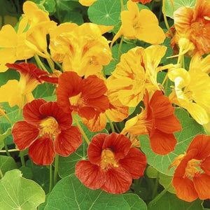 KGP- Nasturtium Mix - SK Organic Farms