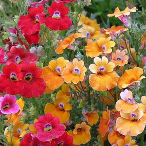 Nemesia Carnival Mix - SK Organic Farms