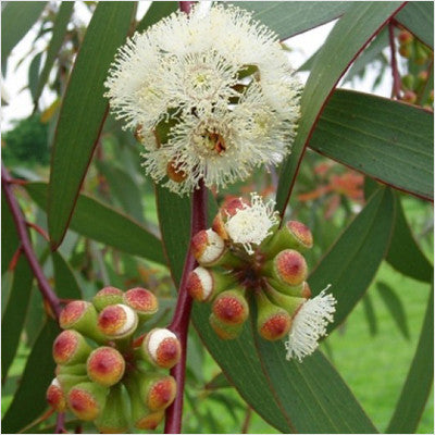 TREE SEEDS - Niligiri