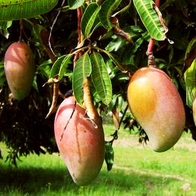 Mango Totapuri - SK Organic Farms