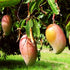 Mango Totapuri - SK Organic Farms
