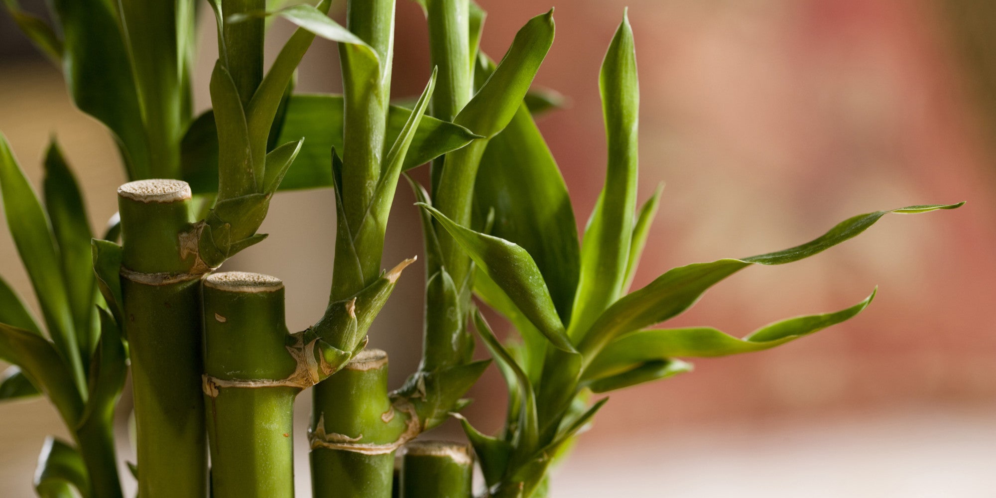 Lucky Bamboo - SK Organic Farms