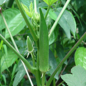 Okra - Lady Finger - SK Organic Farms