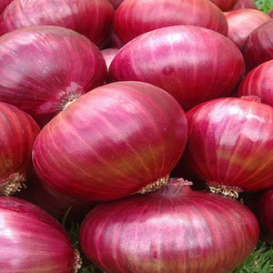Onion Red - SK Organic Farms