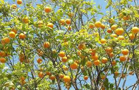Orange - SK Organic Farms