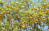 Orange - SK Organic Farms