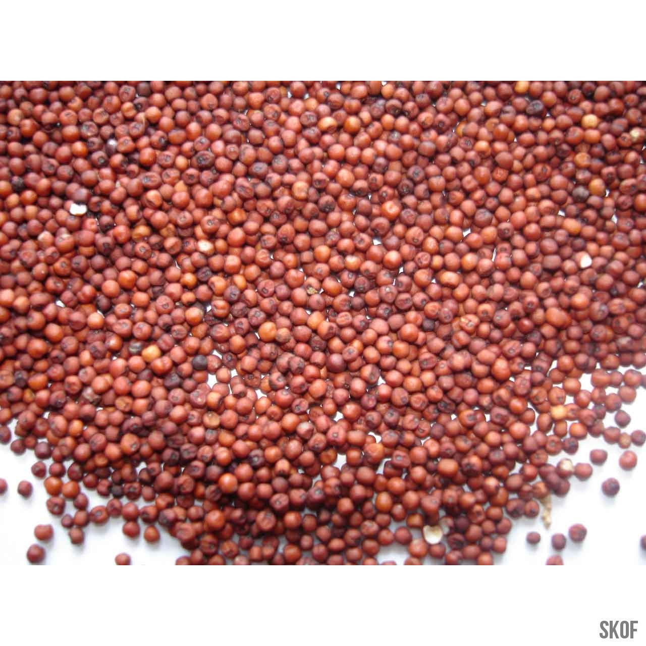 Cholam (Great millet, Sorghum) - Red - SK Organic Farms