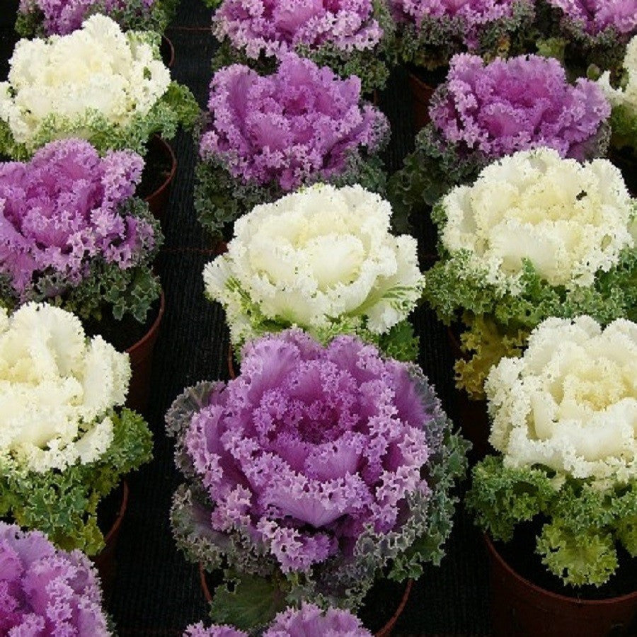KGP- Ornamental Kale - SK Organic Farms