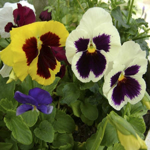 Pansy Swiss Giant Mix - SK Organic Farms